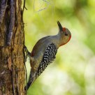 Red-Bellied Woodpecker